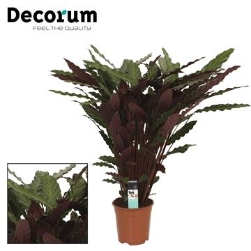 Calathea Rufibarba Wavestar Pauwenplant Pot 19 H 70 Cm