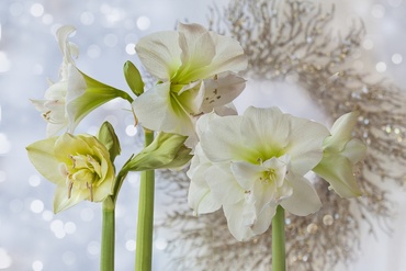 De allermooiste kerstbal: amaryllis