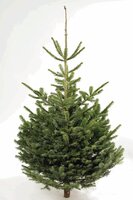 abies nordmanniana gezaagd 200/225