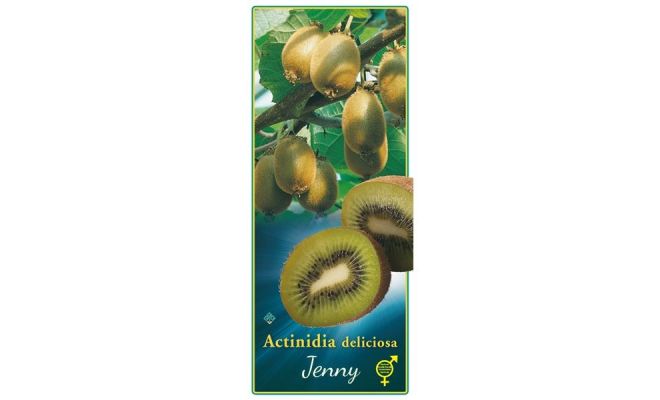 Actinidia Deliciosa Jenny, pot 26 cm
