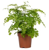 Adiantum raddi. 'Fragrans, pot 12 cm, h 35 cm