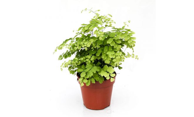 Adiantum raddi. 'Fragrans, pot 17 cm,  h 40 cm - afbeelding 1