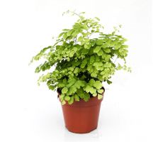 Adiantum raddi. 'Fragrans, pot 17 cm,  h 40 cm - afbeelding 1