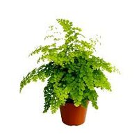 Adiantum raddi. 'Fragrans, pot 17 cm,  h 40 cm - afbeelding 2