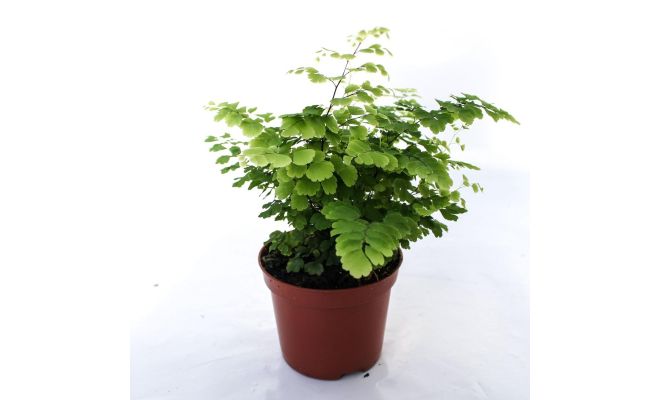 Adiantum raddi. 'Fritz-Luthi, pot 12 cm, h 25 cm - afbeelding 1