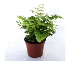 Adiantum raddi. 'Fritz-Luthi, pot 12 cm, h 25 cm - afbeelding 1