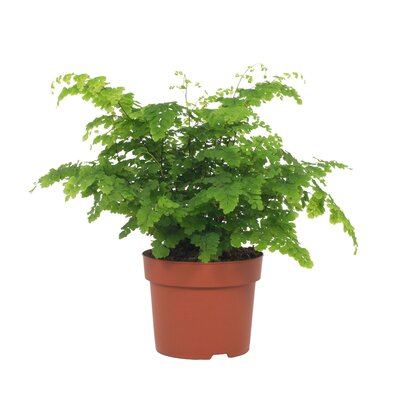 Adiantum raddi. 'Fritz-Luthi, pot 12 cm, h 25 cm