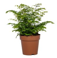 Adiantum raddi. 'Fritz-Luthi, pot 12 cm, h 25 cm - afbeelding 2