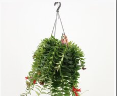 Aeschynanthus  'Caro Improved, pot 15 cm, h 50 cm