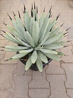 Agave macroacantha azul, pot 21 cm
