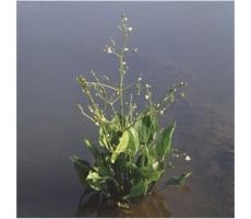 Alisma platago-aquatica P9