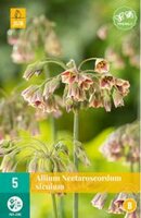 Allium (nect.) siculum 5st