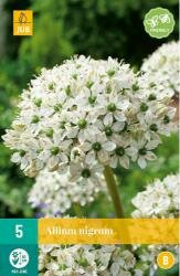 Allium nigrum 5st