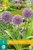 Allium party balloons 1st