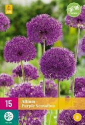 Allium purple sensation 15st