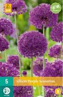 Allium purple sensation 5st