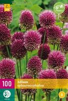 Allium sphaerocephalon 10st