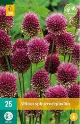 Allium sphaerocephalon 25st