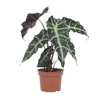 Alocasia amazonica 'Polly, pot 12 cm, h 30 cm