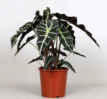 Alocasia amazonica 'Polly, pot 12 cm, h 60 cm