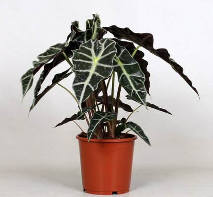 Alocasia amazonica 'Polly, pot 17 cm, h 45 cm