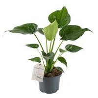 Alocasia cucullata, pot 17 cm, h 65 cm