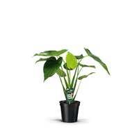 Alocasia cucullata, pot 21 cm, h 75 cm