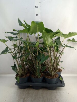 Alocasia zebrina 'Siberian Tiger, pot 14 cm, h 45 cm