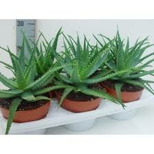 aloe arborescens, p12 h35