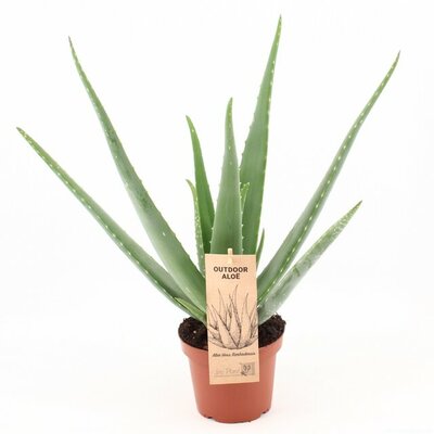 Aloe vera, pot 15 cm, h 45 cm