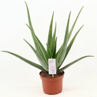 Aloe vera, pot 19 cm, h 80 cm