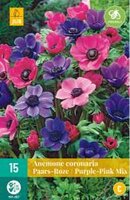 Anemone cor. paars/roze mix 15st - afbeelding 2