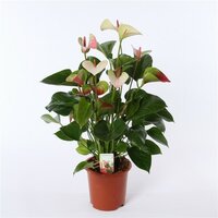 anthurium andr. 'fantasy love, pot 17 cm, h 50 cm