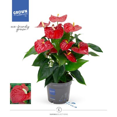 Anthurium andr. 'Karma Red, pot 17 cm, h 55 cm