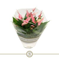 Anthurium andr. 'Lilli, pot 17 cm, h 30 cm