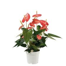 Anthurium andr. 'Livium Red, pot 14 cm, h 50 cm