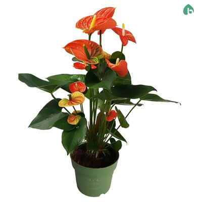 Anthurium andr. madural orange, pot 17 cm, h 60 cm