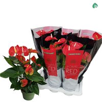 Anthurium andr. 'Madural, pot 14 cm, h 55 cm