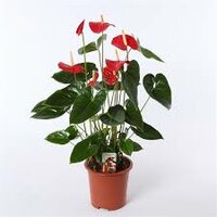 Anthurium andr. 'Mill Flowers Red, pot 12 cm, h 40 cm