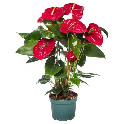 Anthurium andr. 'Nevada, pot 14 cm, h 50 cm