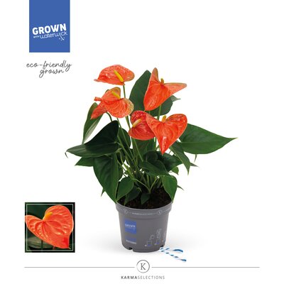 Anthurium andr. 'Orange King, pot 12 cm, h 40 cm