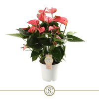 Anthurium andr. 'Pink Champion, pot 14 cm, h 50 cm