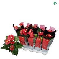 Anthurium andr. 'Royal Champion, pot 12 cm, h 40 cm