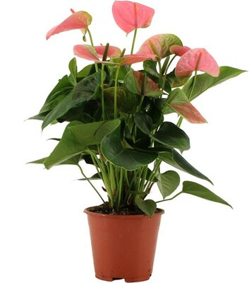 Anthurium andr. 'Sweet Dream' potmaat 12cm planthoogte 40cm