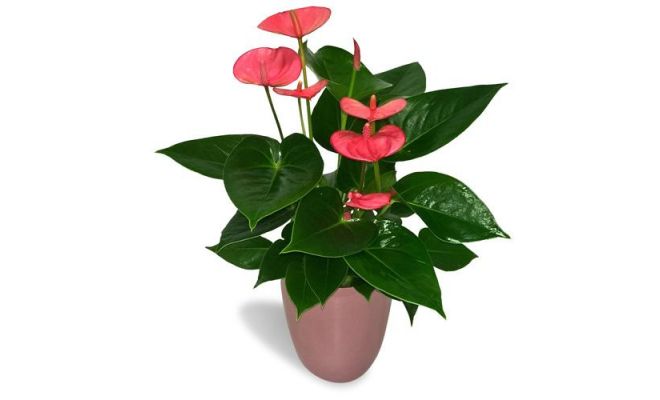 Anthurium Andreanum Pink Champion (Flamingoplant), pot 14 cm, h 50 cm