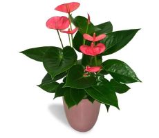 Anthurium Andreanum Pink Champion (Flamingoplant), pot 14 cm, h 50 cm