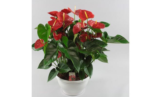 Anthurium Andreanum Red Champion (Flamingoplant), pot 17 cm, h 60 cm