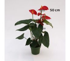 Anthurium (Flamingoplant), pot 14 cm - afbeelding 1