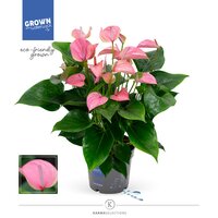 Anthurium andr. 'Joli, pot 17 cm, h 55 cm - afbeelding 2