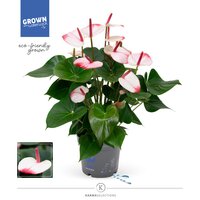 Anthurium  'Karma Hot Lips, pot 17 cm, h 55 cm